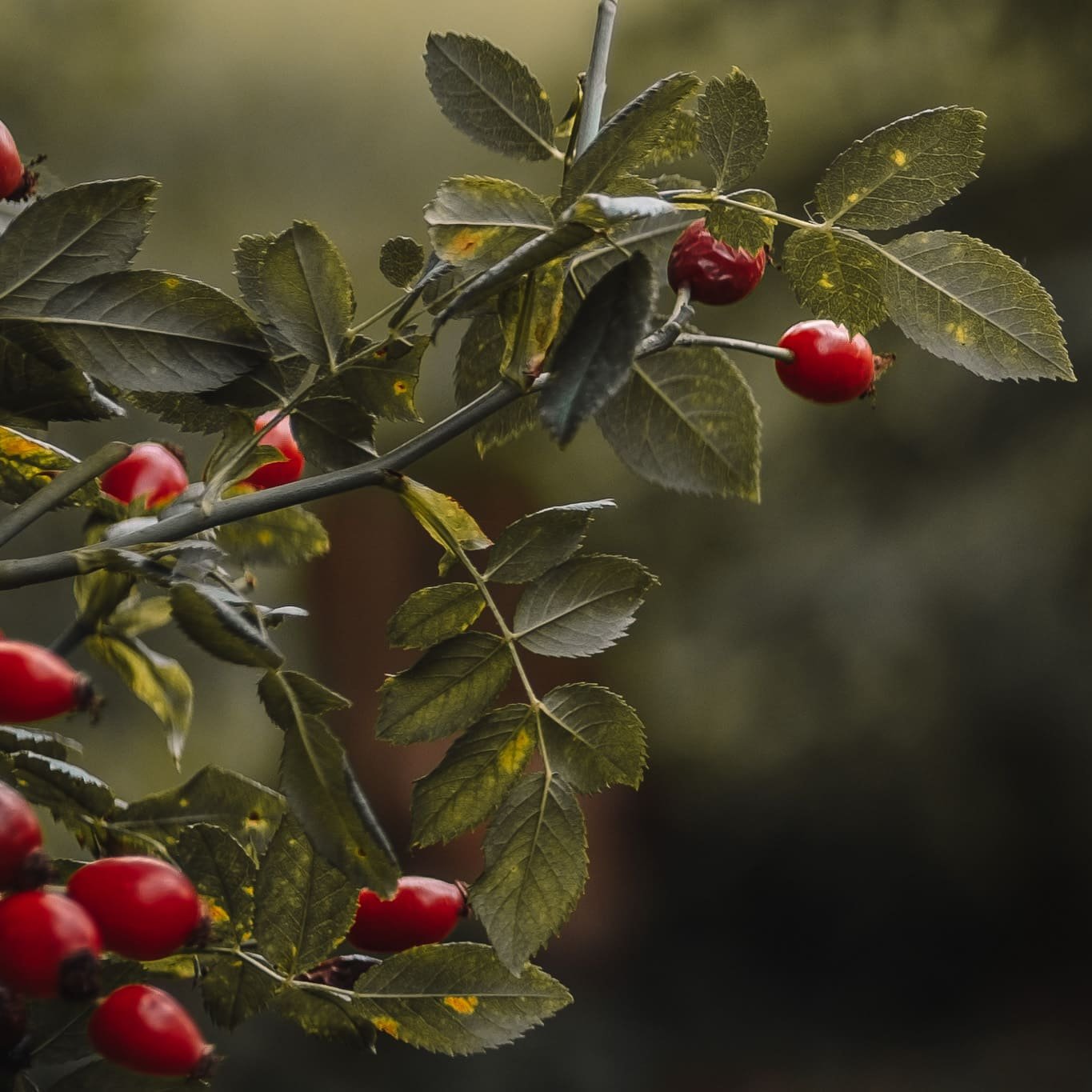 Wildrosenöl von Botanik Atelier