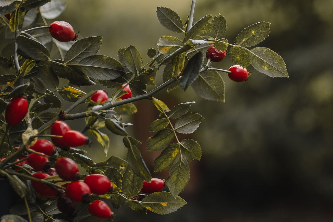 Wildrosenöl in der Hautpflege