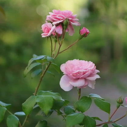 Rosen Set | Naturreine Pflege für empfindliche Haut